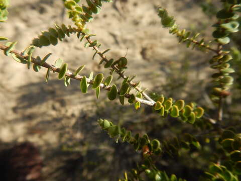 Image of Leucopogon cordifolius Lindl.