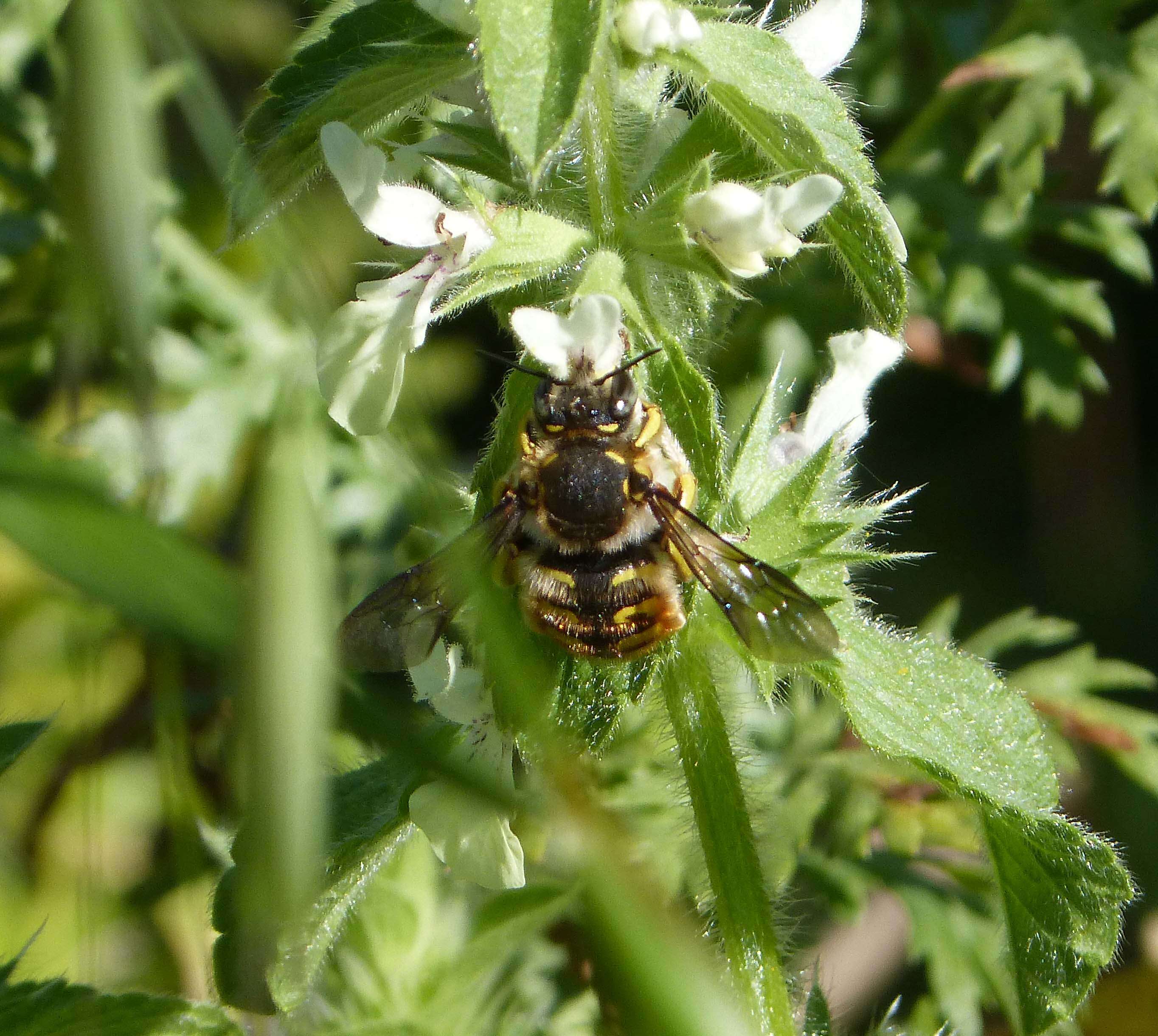 Image of wool-carder bee