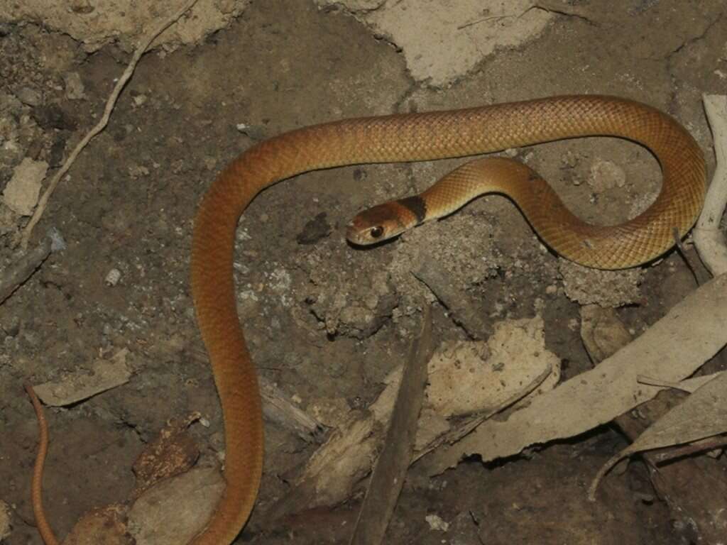 Image of Eastern brown snake