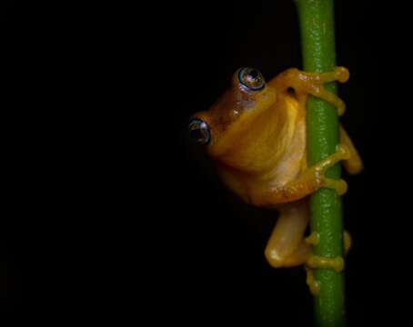 Image of Coorg Yellow Bush Frog