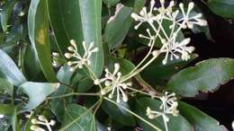 Imagem de Cinnamomum verum J. S. Presl