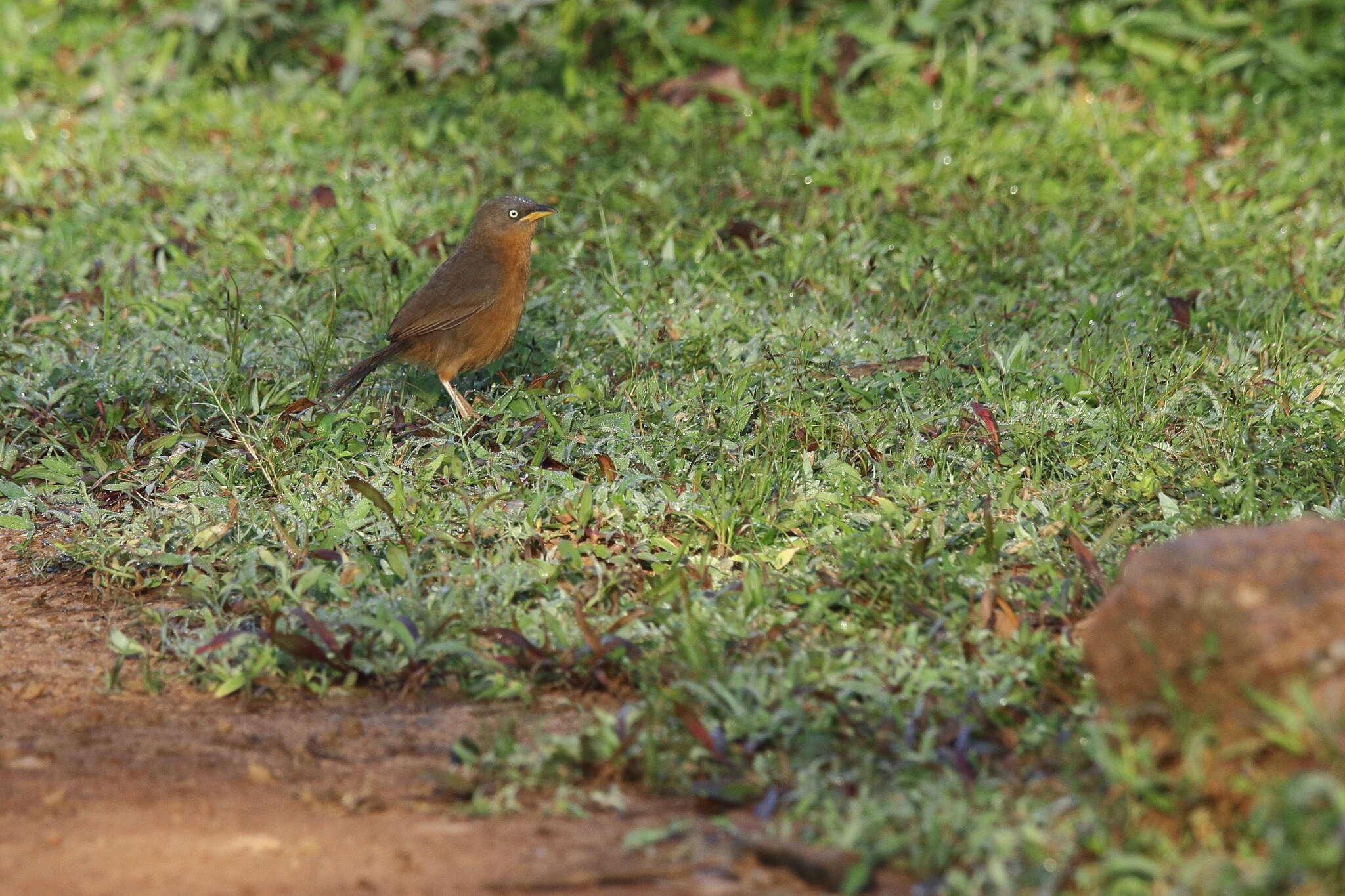 Image of Rufous Babbler