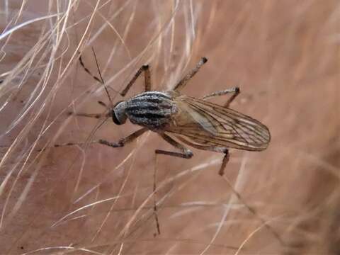 Image of Aedes vittiger (Skuse 1889)