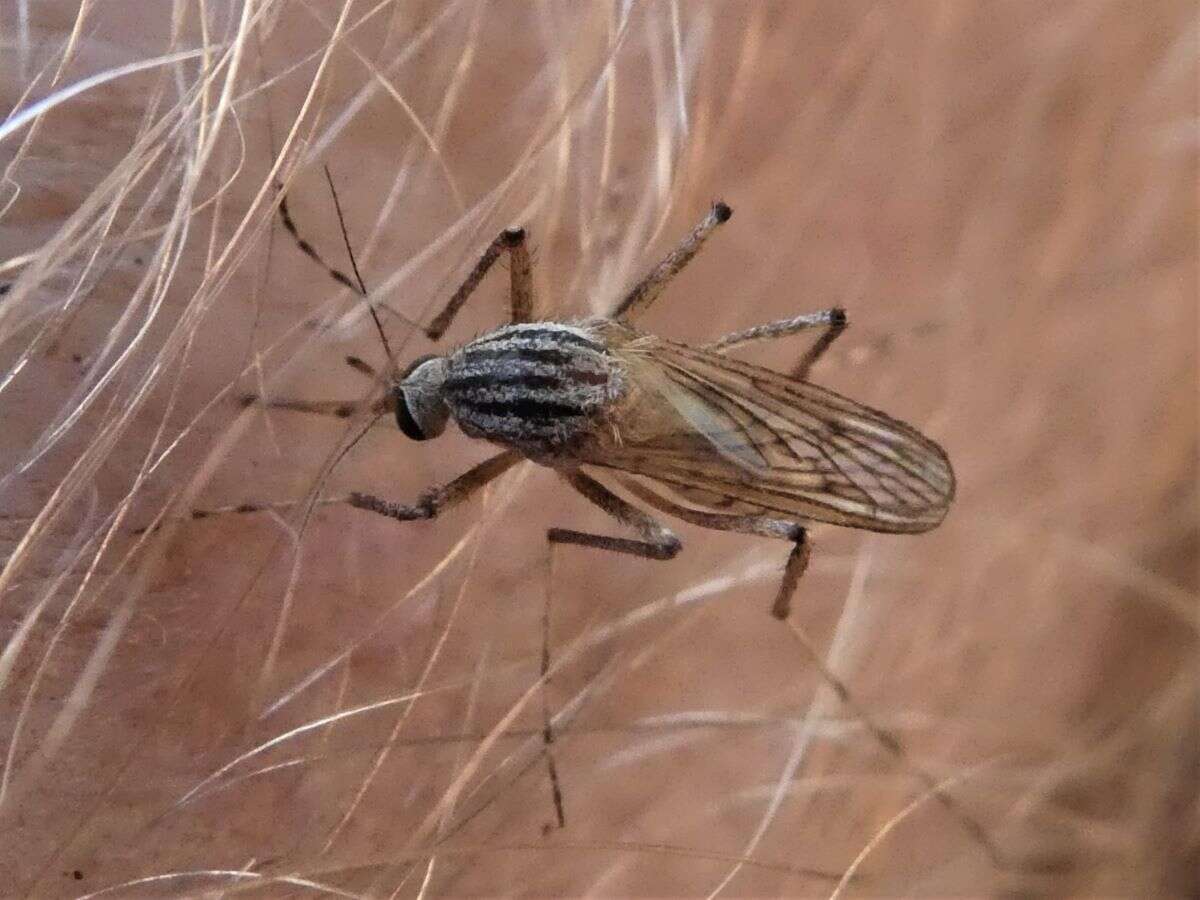 Слика од Aedes vittiger (Skuse 1889)