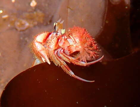 Image of armed hermit crab