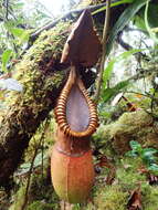 Image of Pitcher plant