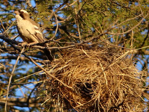 Image of sparrow-weaver