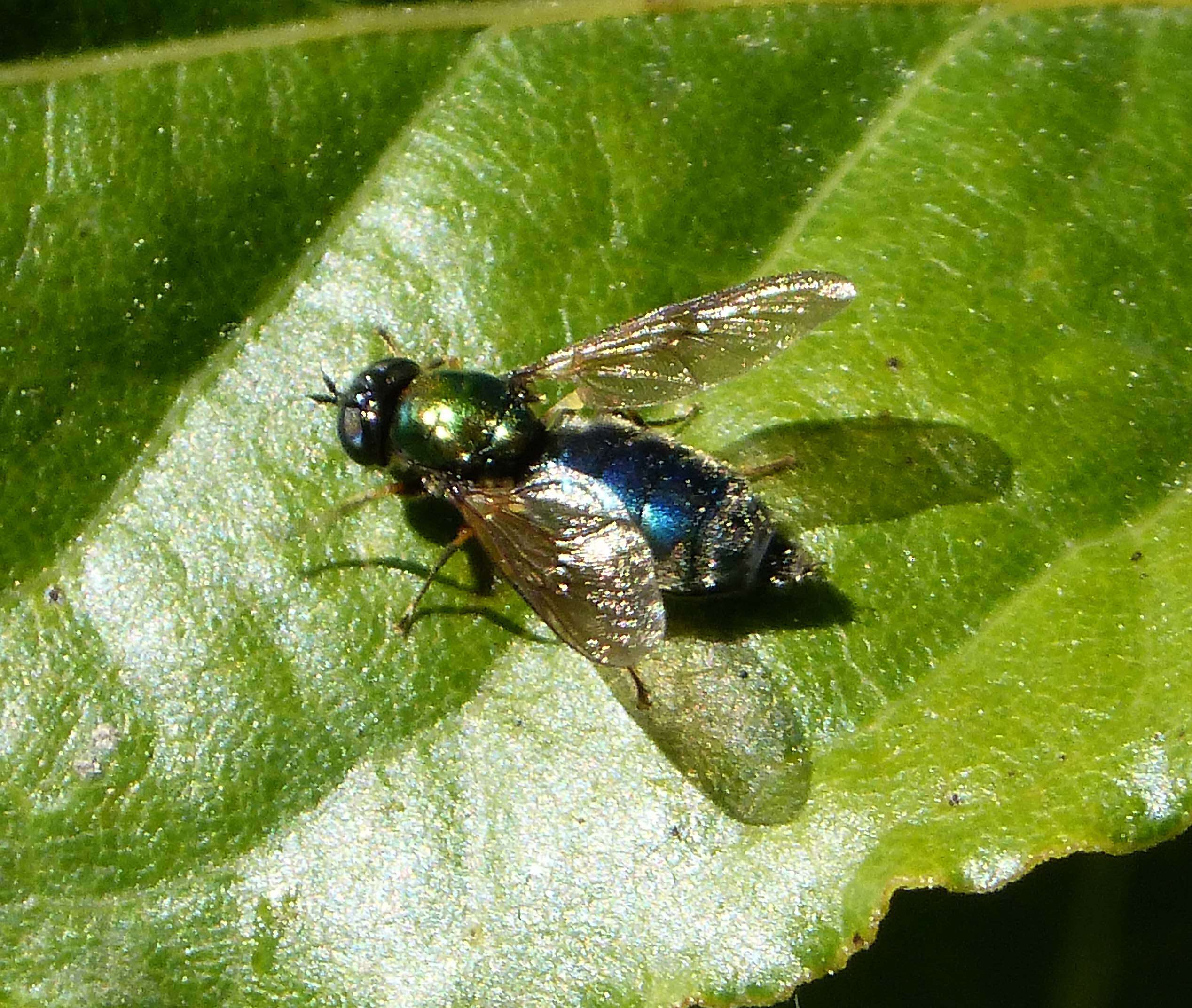 Image of Soldier fly