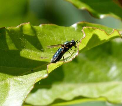 Sivun Chloromyia formosa (Scopoli 1763) kuva