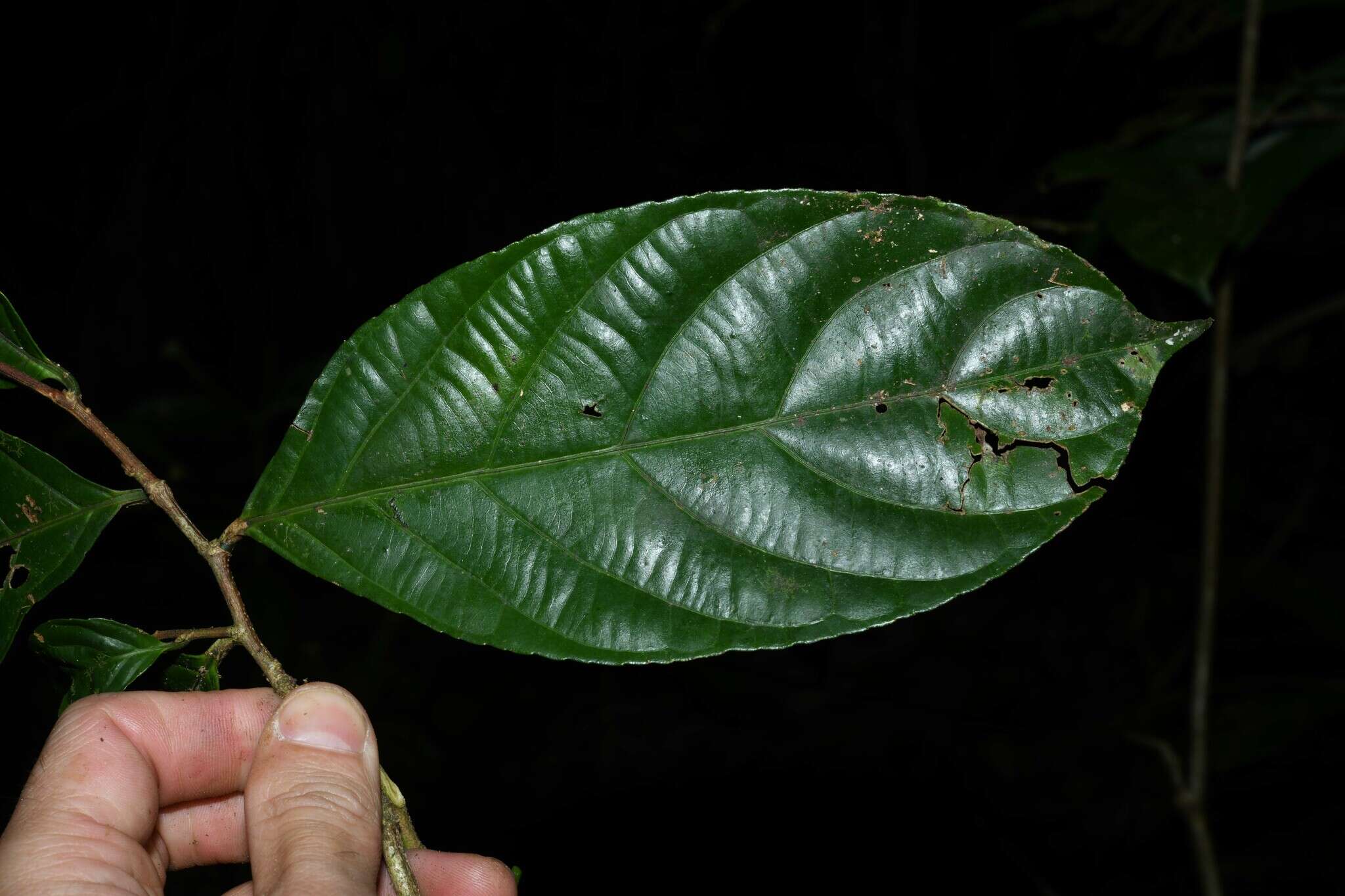 Image of Casearia pitumba H. Sleum.