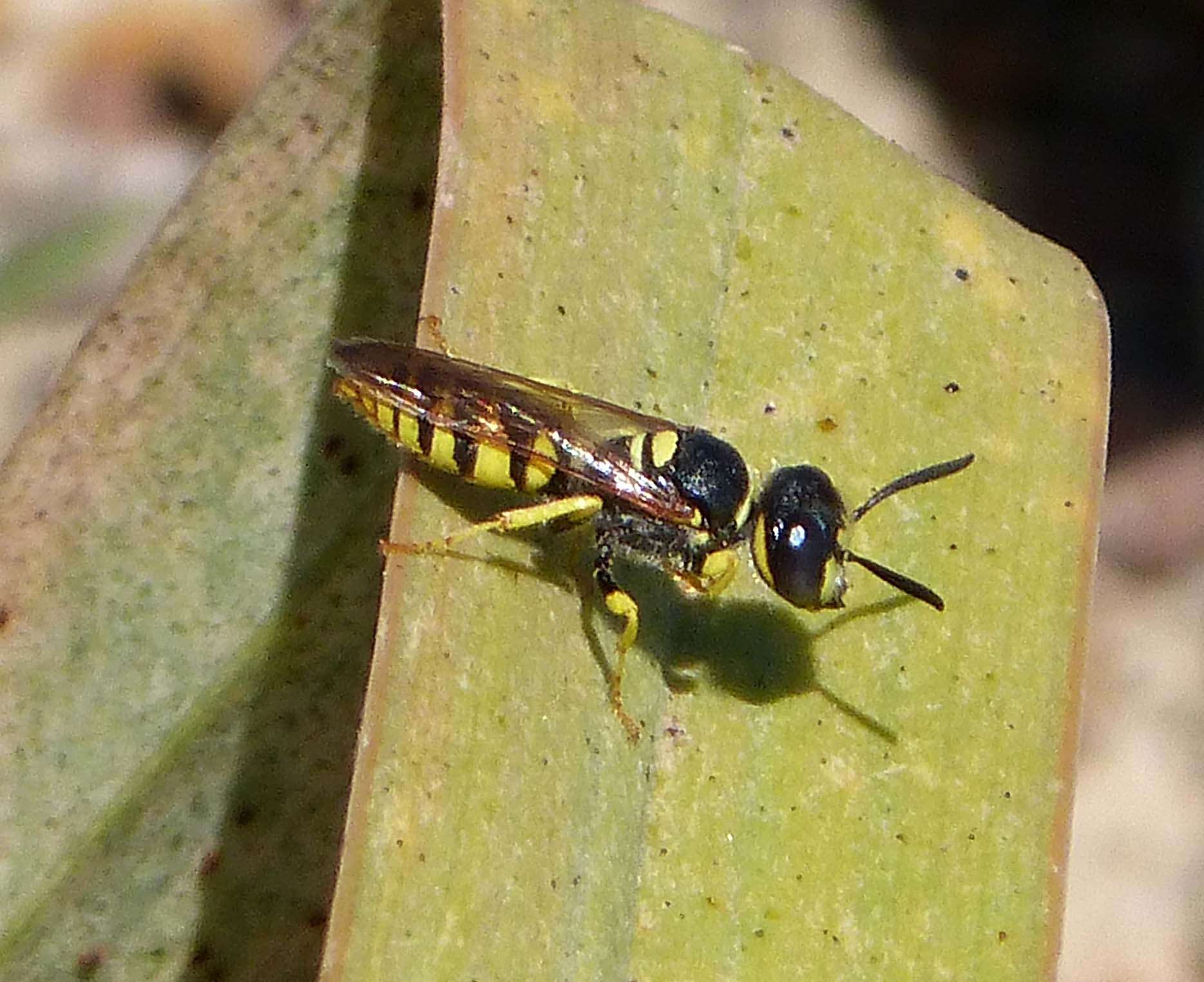 Imagem de Philanthus triangulum (Fabricius 1775)