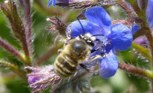 Image of Anthophora plumipes (Pallas 1772)