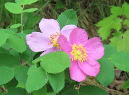 Image of prairie rose