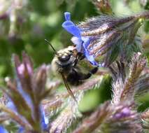 Image of Anthophora plumipes (Pallas 1772)