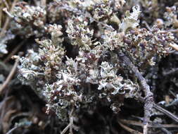 Cladonia phyllophora Hoffm.的圖片