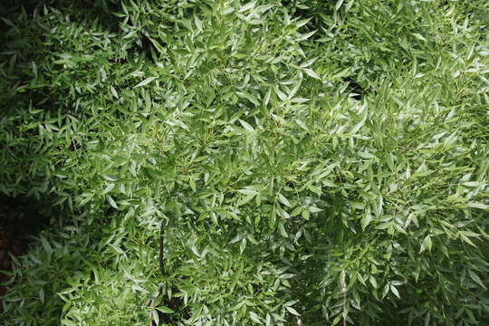 Image of Narrow-leafed Ash