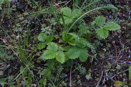 Image of Fragaria vesca subsp. bracteata (A. Heller) Staudt