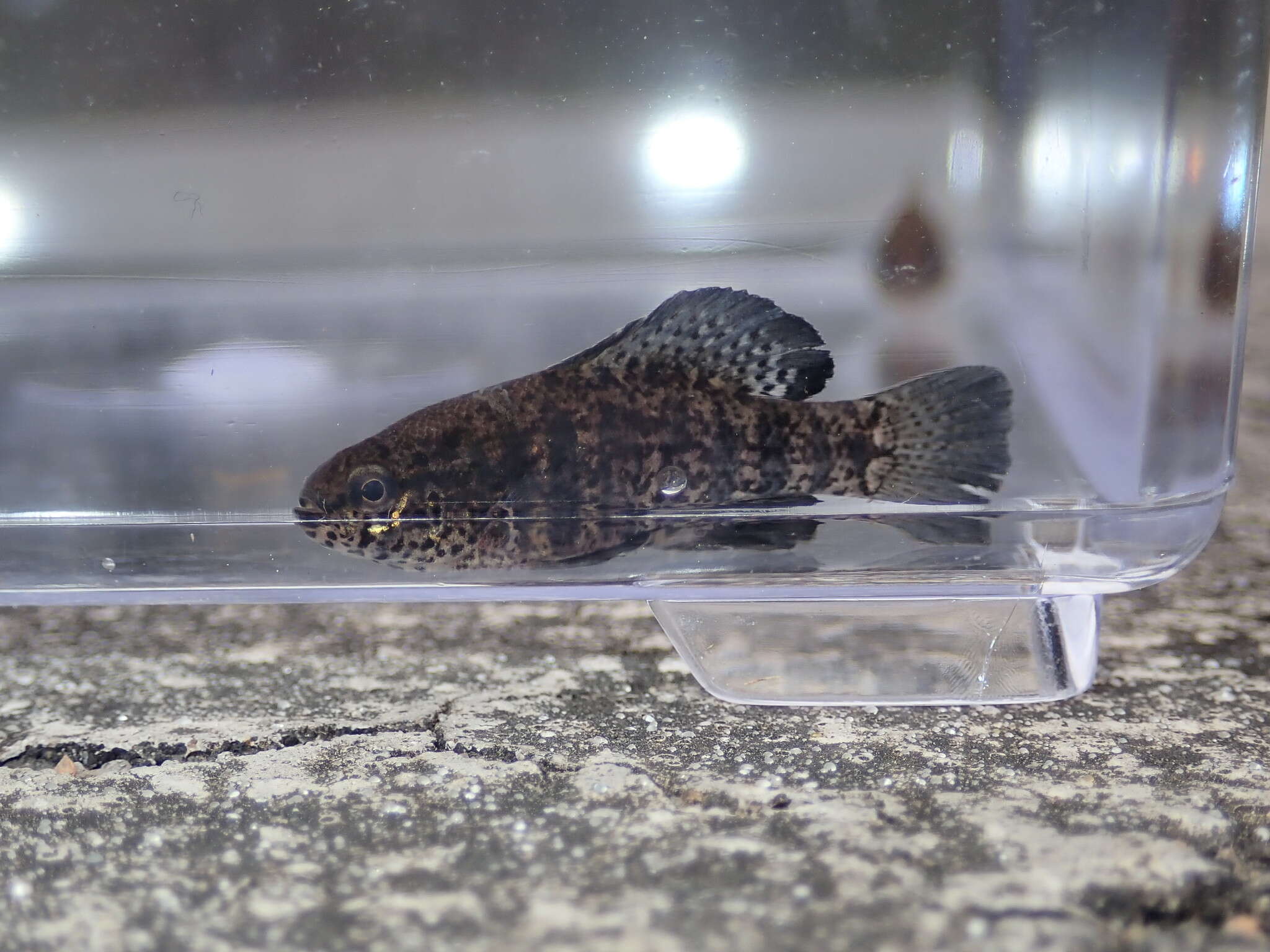 Image of Banded Pygmy Sunfish