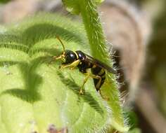 Image de Gorytes Latreille 1805