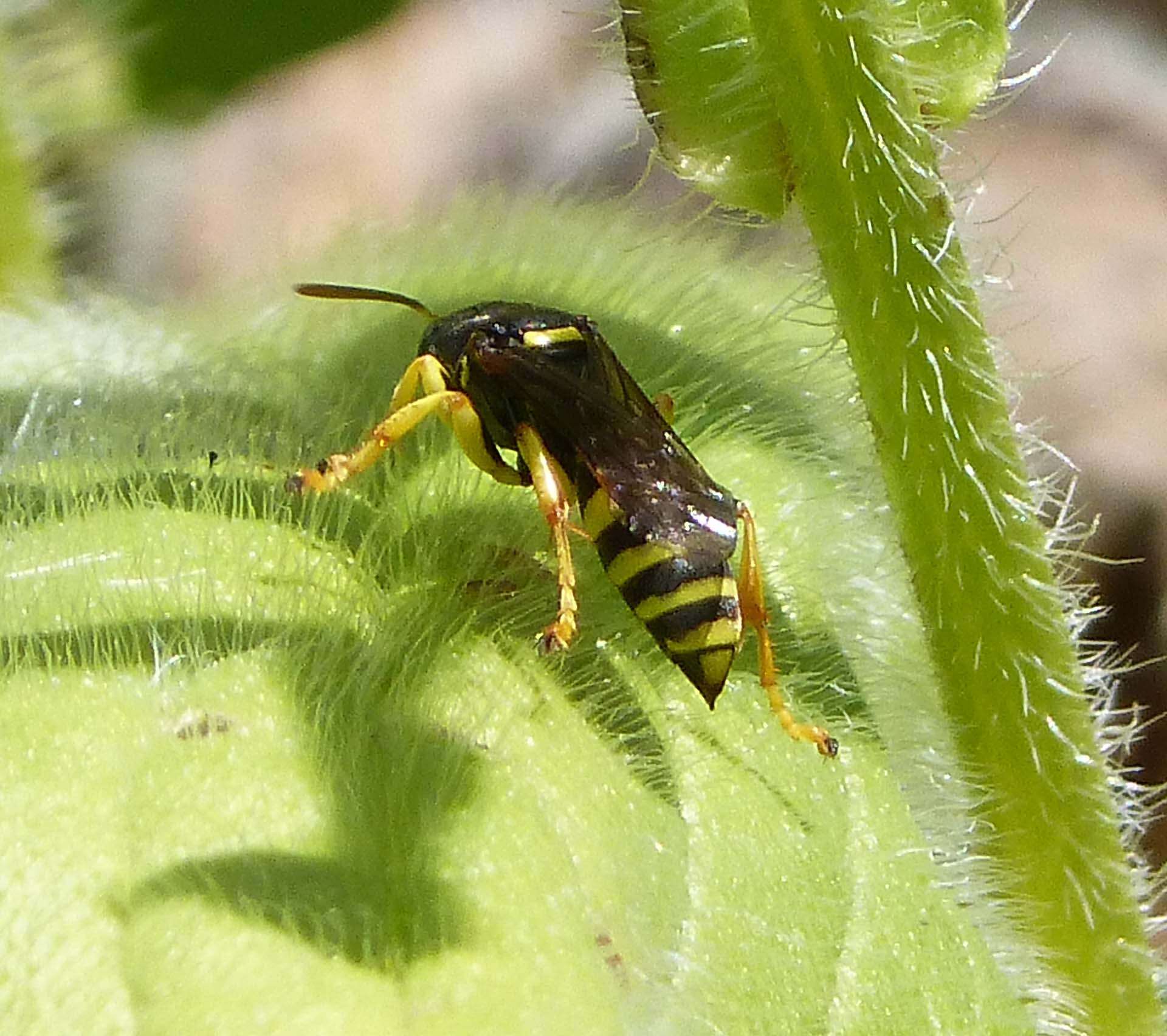 Image de Gorytes Latreille 1805