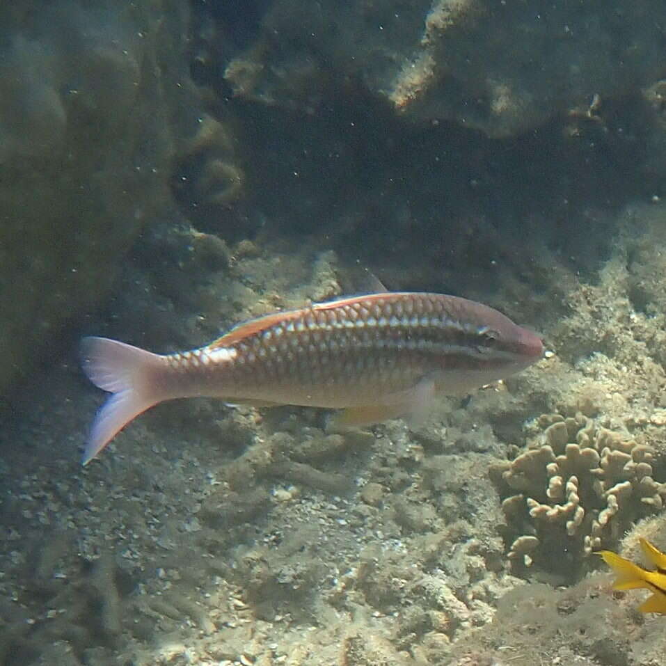 Image of Cardinal goatfish
