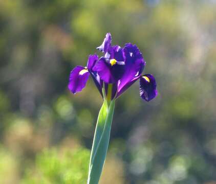 Image of Spanish iris