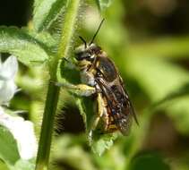 Image of wool-carder bee