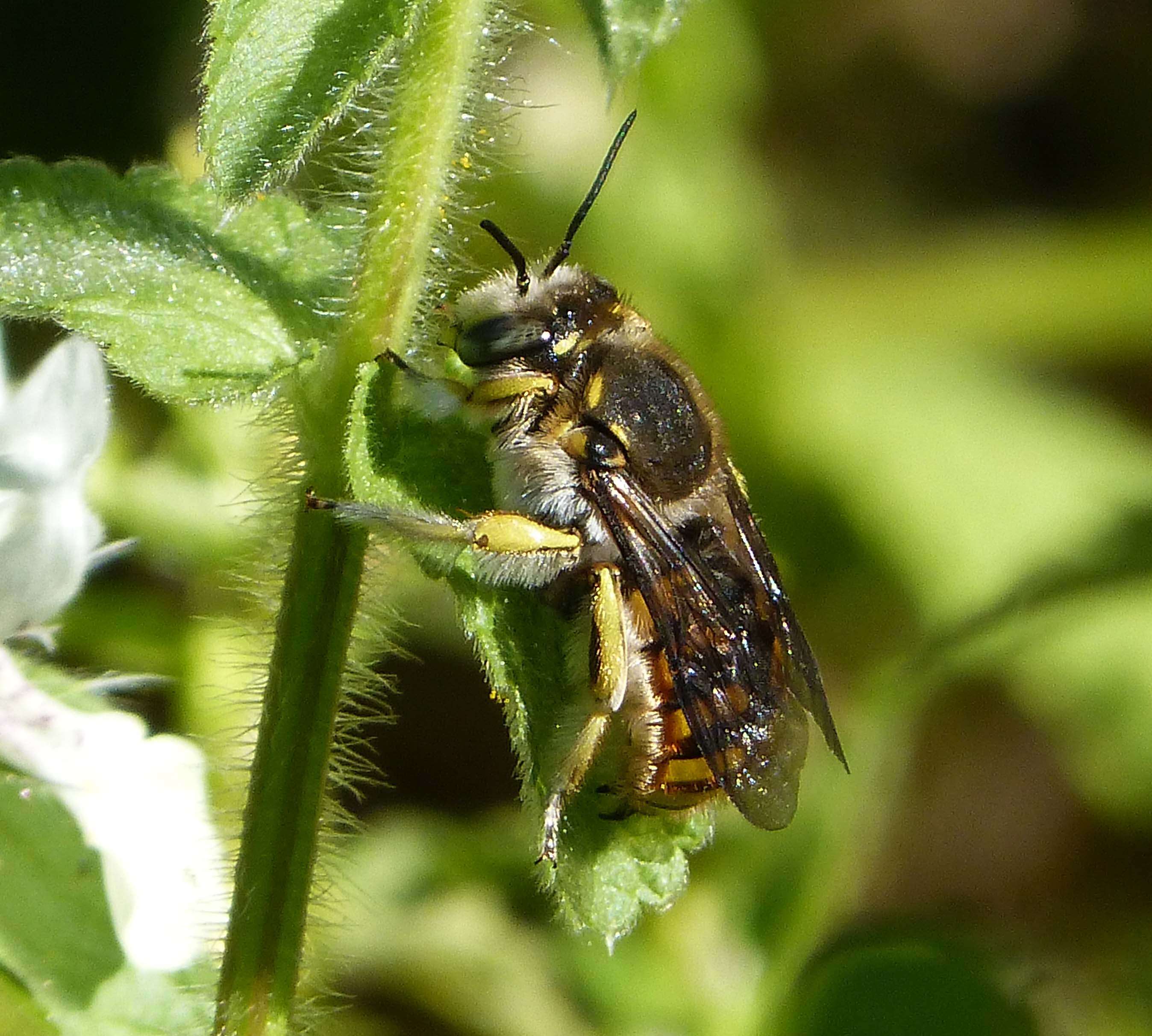 Image of wool-carder bee