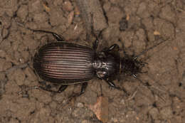 Image of Pterostichus (Eosteropus) mannerheimii (Dejean 1831)