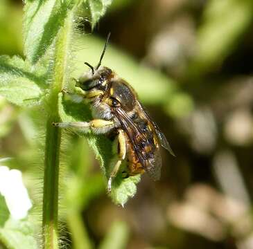 Image of wool-carder bee