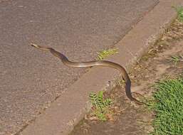 Image of Eastern brown snake