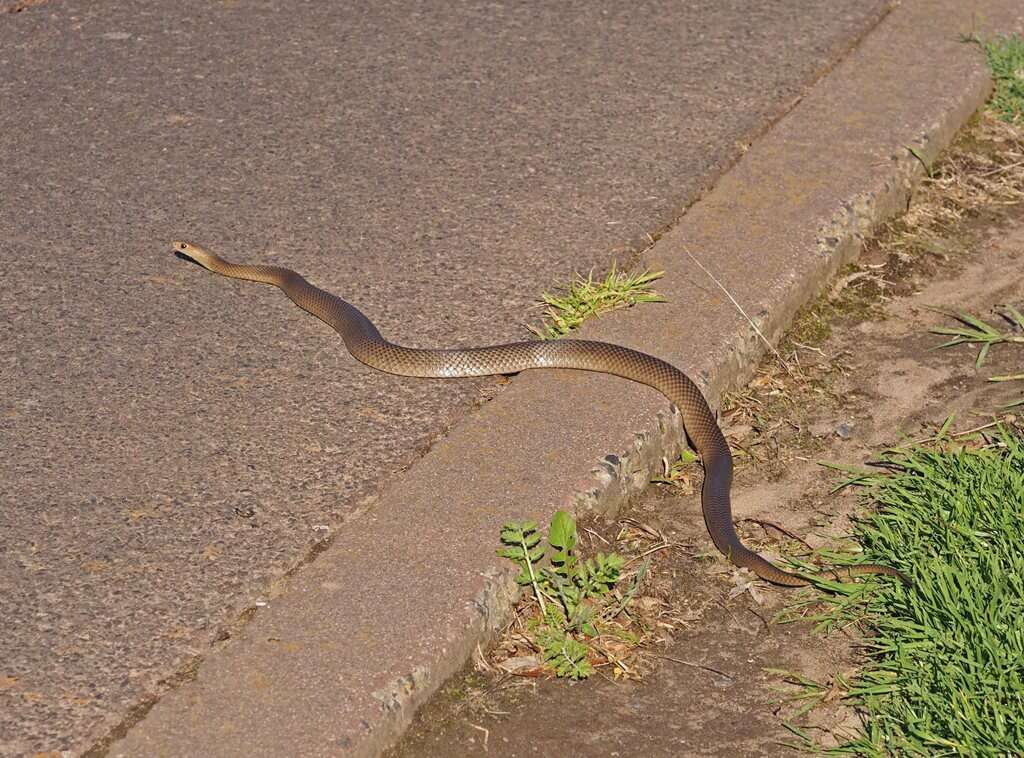 Image of Eastern brown snake