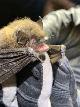 Image of Long-legged Myotis