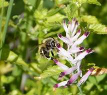 Image of Anthophora plumipes (Pallas 1772)