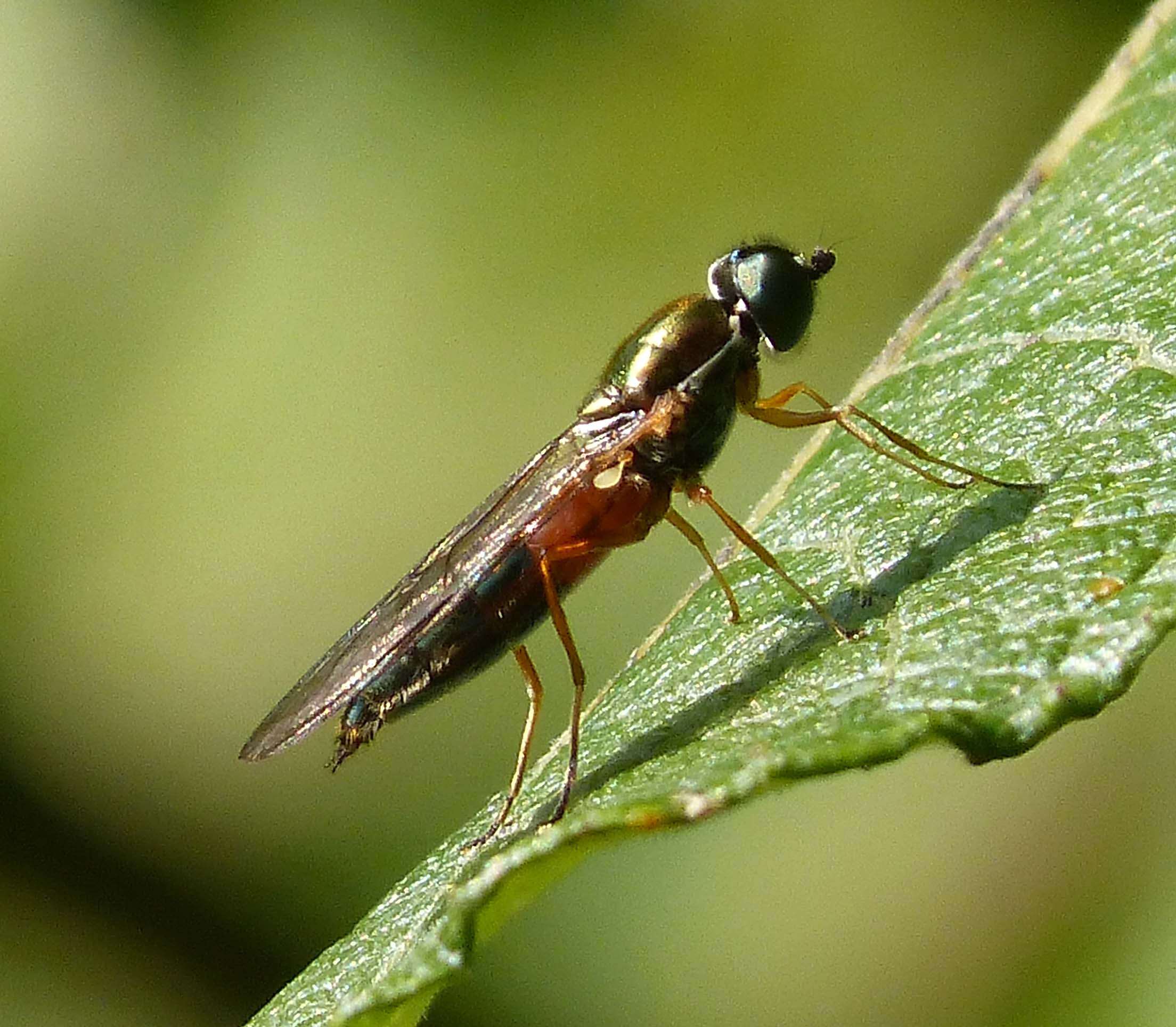 Image of Sargus bipunctatus (Scopoli 1763)