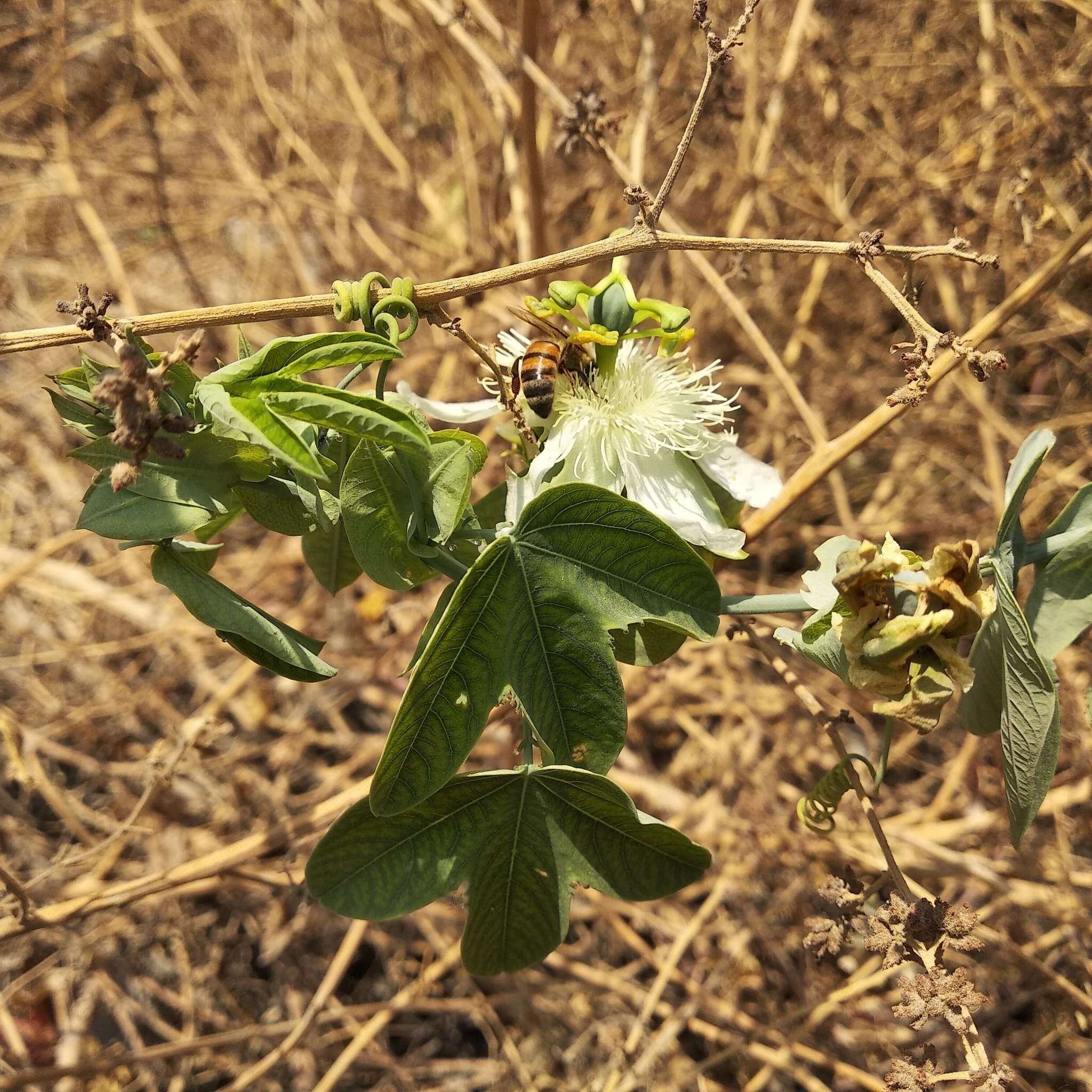 Image de Passiflora subpeltata Ortega