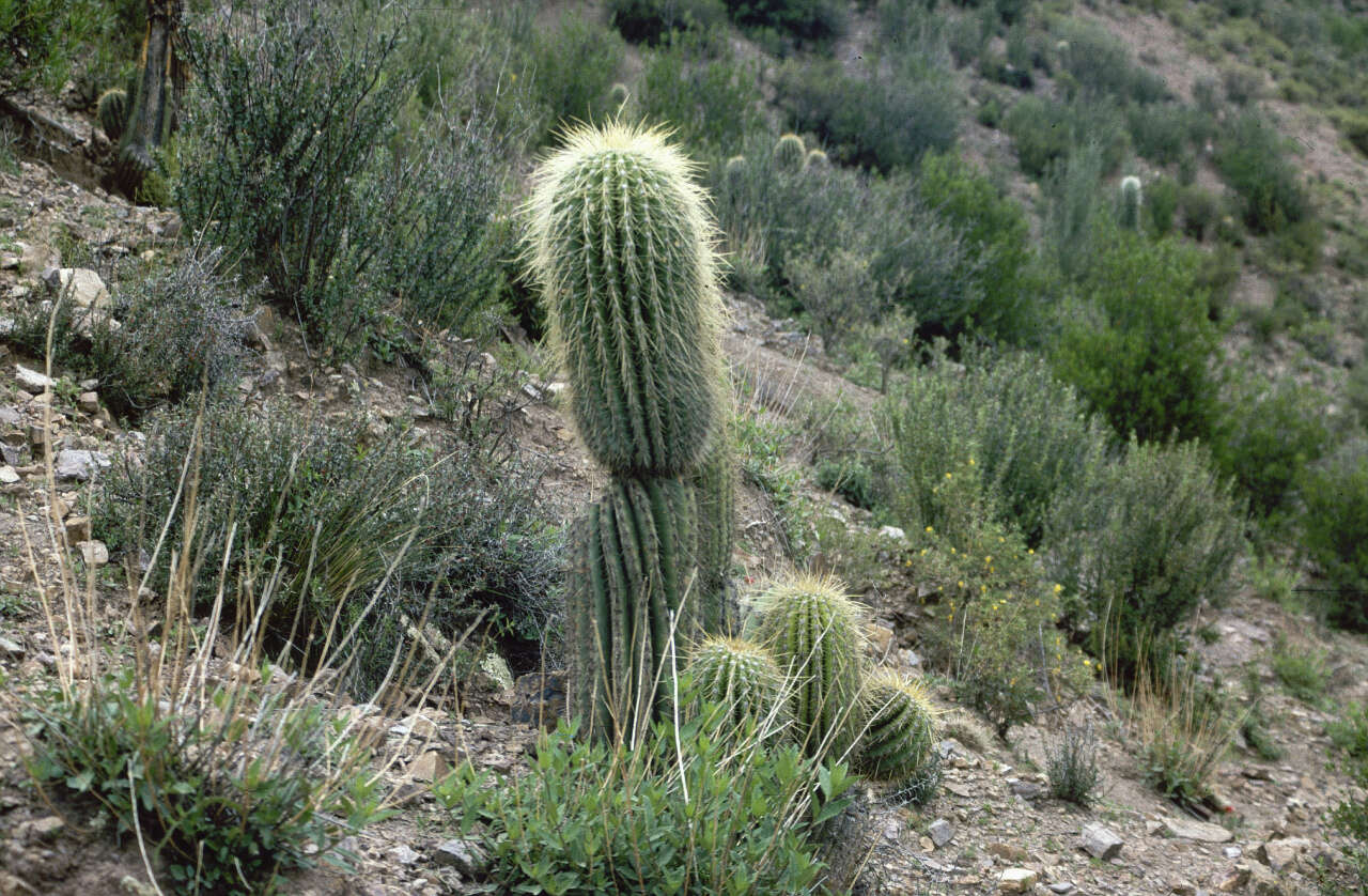 Imagem de Echinopsis tarijensis subsp. bertramiana (Backeb.) M. Lowry