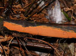 Image of Hypoxylon crocopeplum Berk. & M. A. Curtis 1875