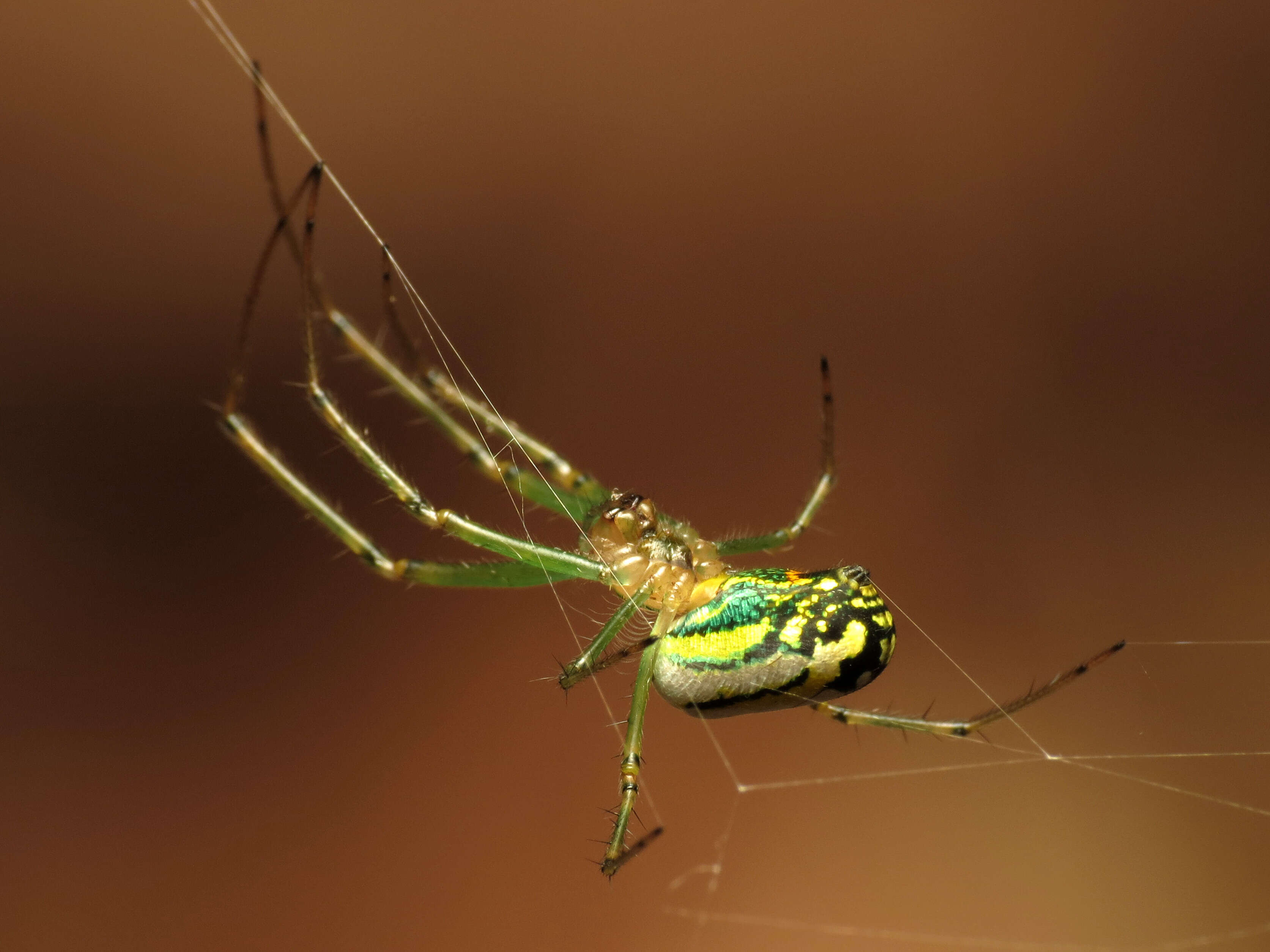 Image of Leucauge venusta (Walckenaer 1841)