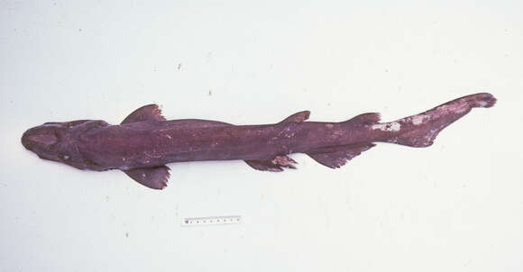 Image of Freckled Catshark