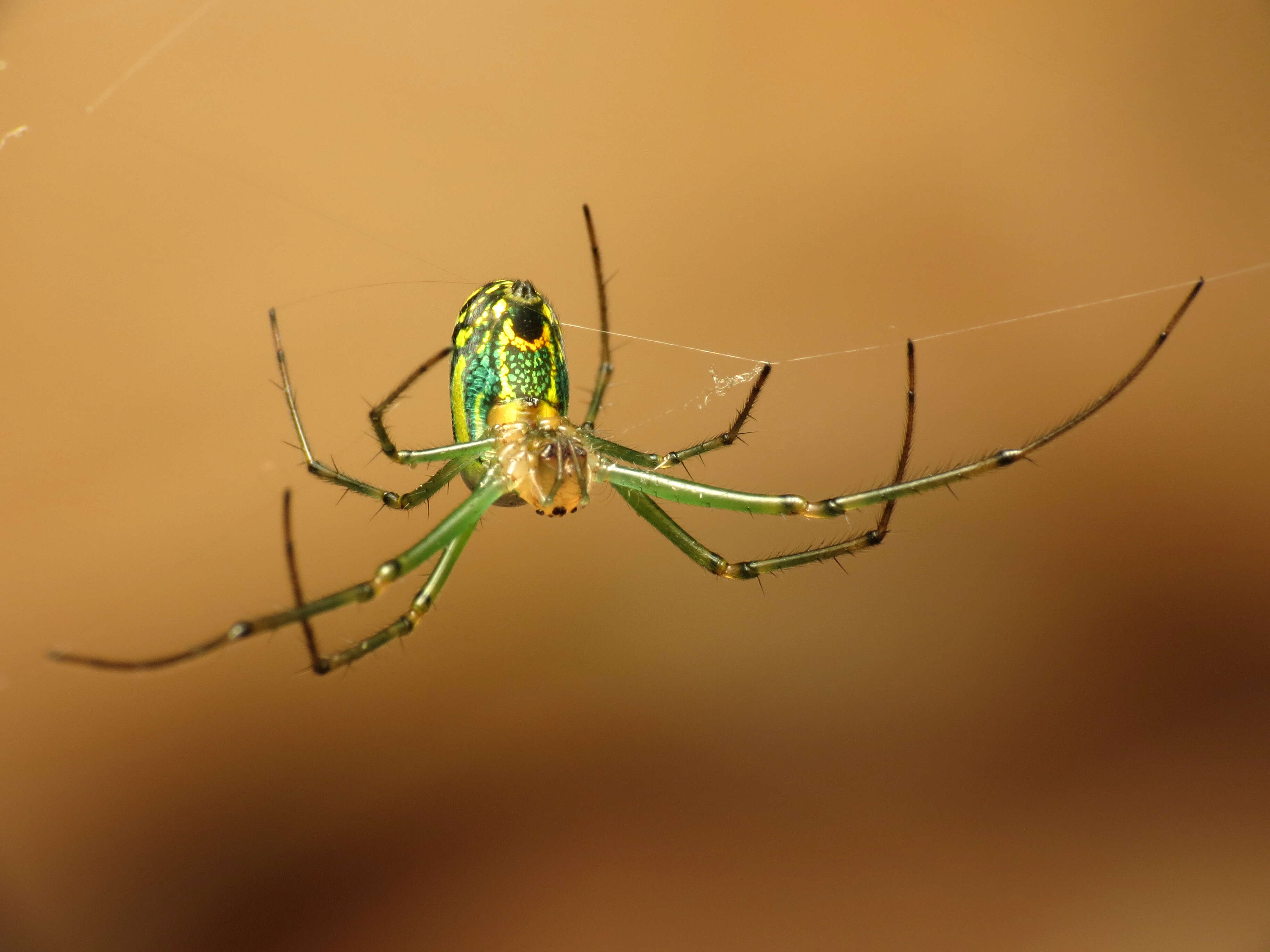 Image of Leucauge venusta (Walckenaer 1841)