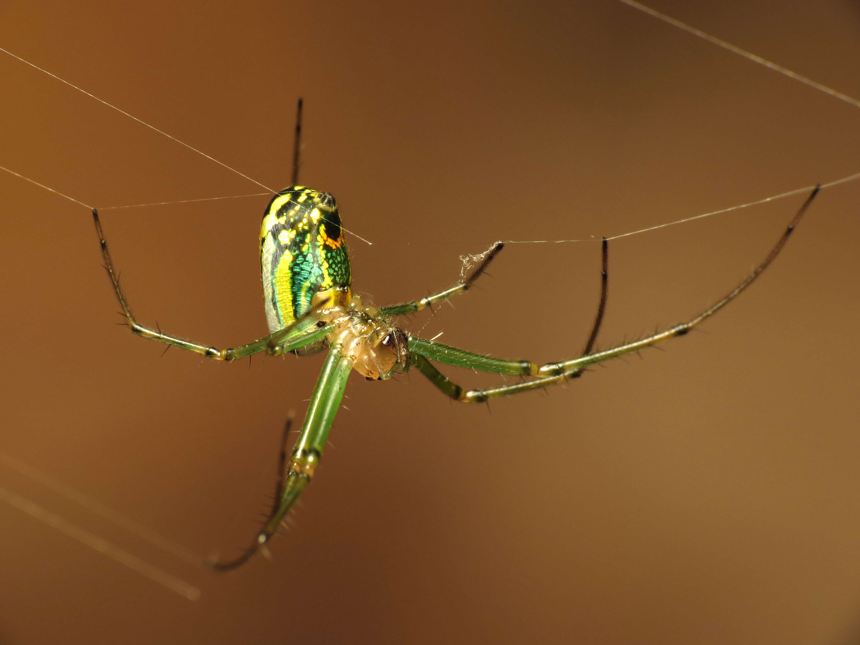 Image of Leucauge venusta (Walckenaer 1841)