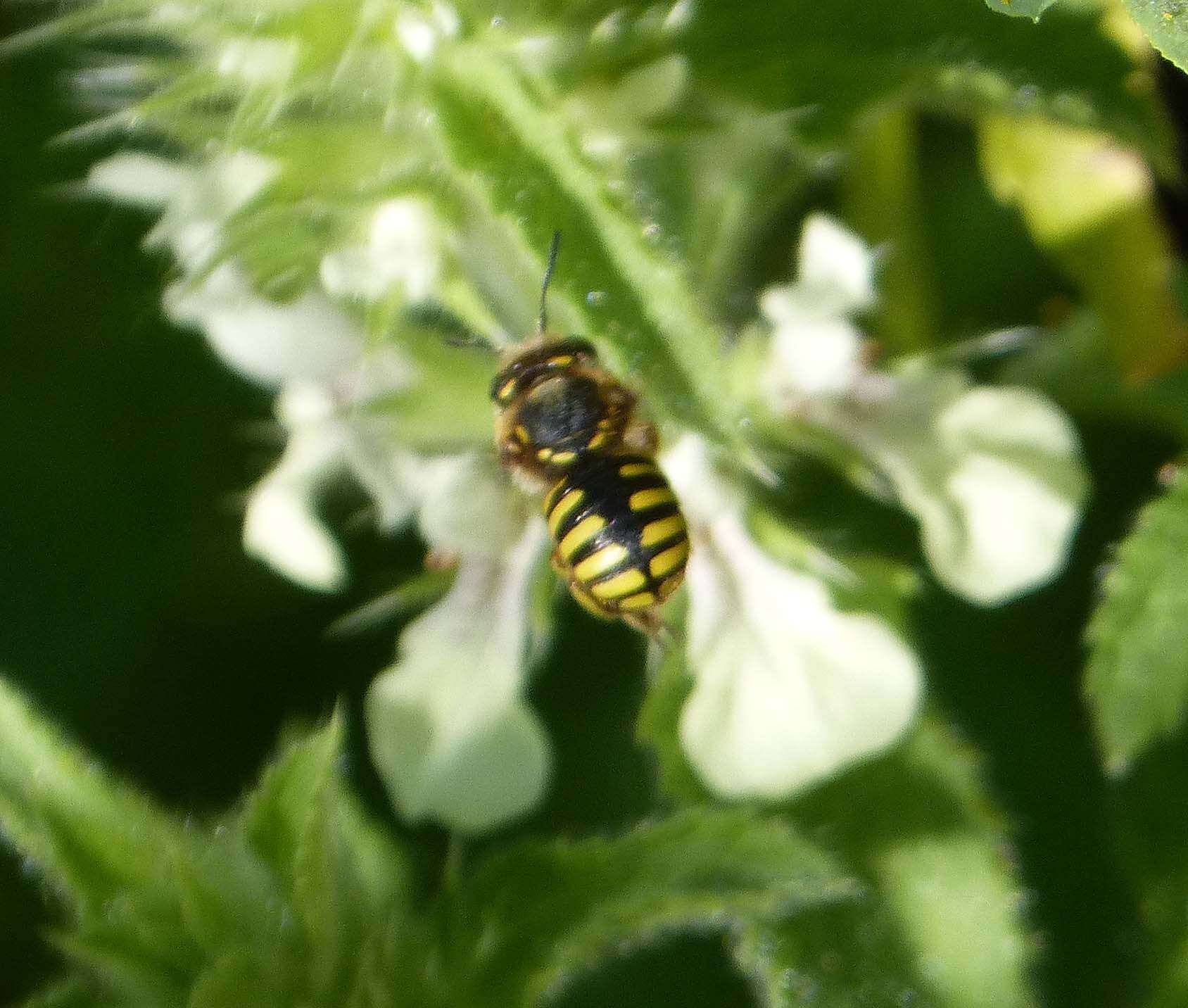 Image of Anthidium Fabricius 1804