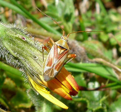 Image of Calocoris roseomaculatus (De Geer 1773)