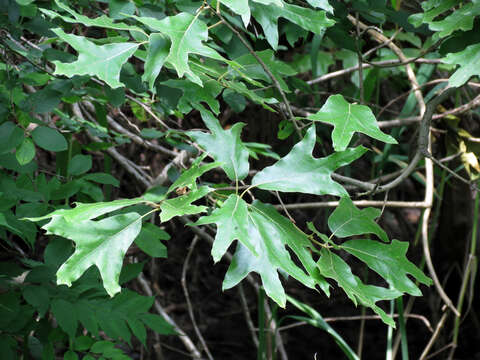 Image of Southern Red Oak