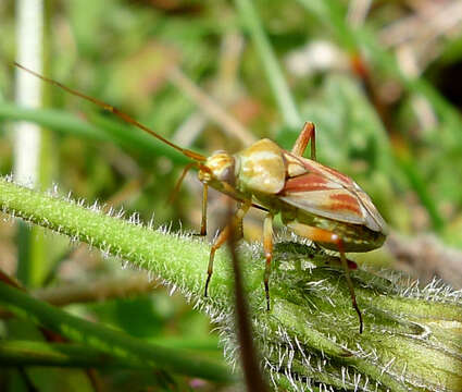 Image of Calocoris roseomaculatus (De Geer 1773)