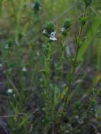 Image of Euphrasia pectinata Ten.