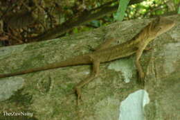 Image of Green Fan-throated lizard