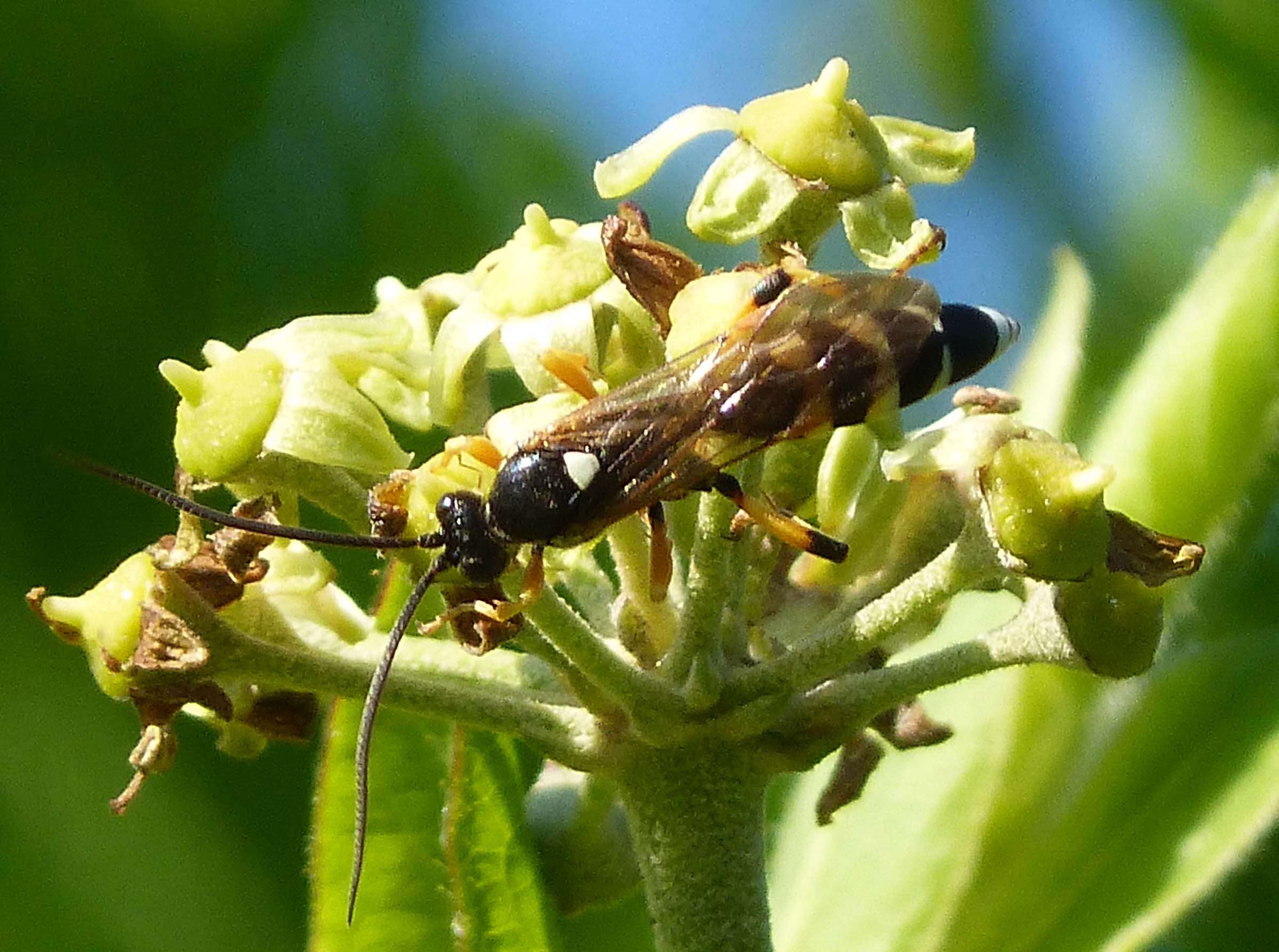 Image of Ichneumon sarcitorius Linnaeus 1758