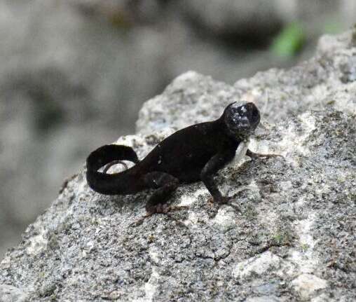 Image of Sagua de Tanamo  Anole